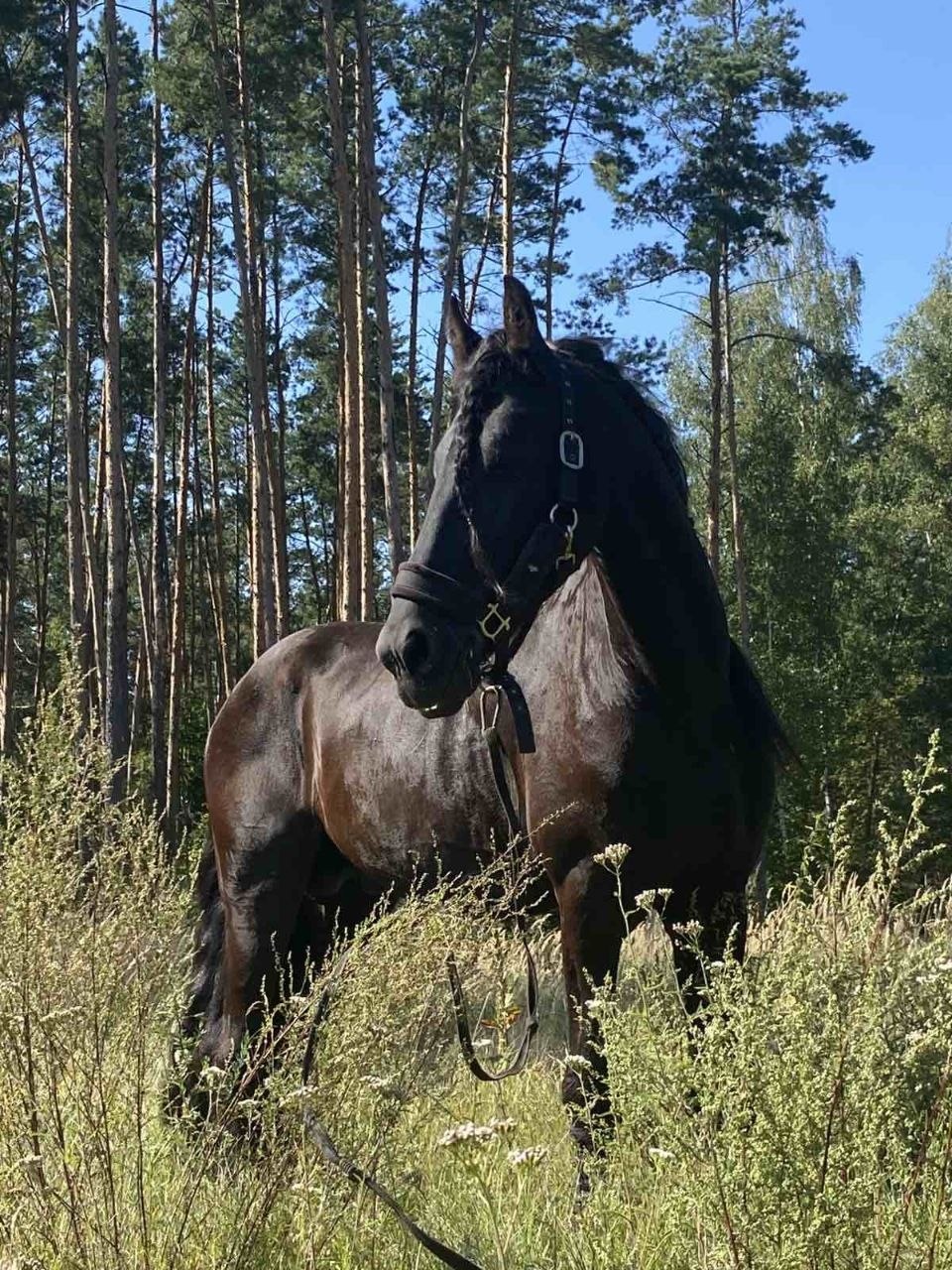Илис